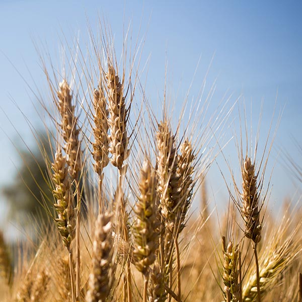 agricultura