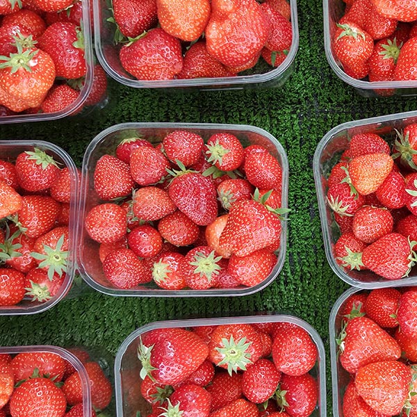 hortofruticola